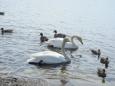北海道　ウトナイ湖の白鳥