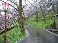 H200410城山公園の桜キレイ